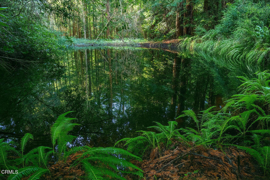 43535 Comptche Ukiah Road Mendocino, CA 95460 - Photo 4 of 16 a view of a garden with plants and large trees