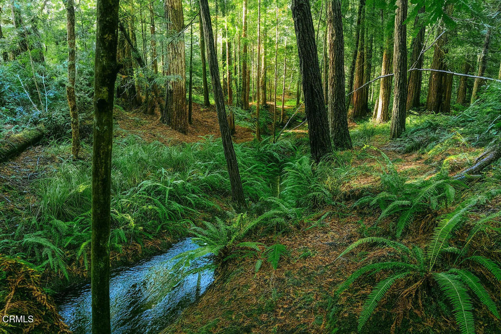 43535 Comptche Ukiah Road Mendocino, CA 95460 - Photo 7 of 16 a view of backyard with green space