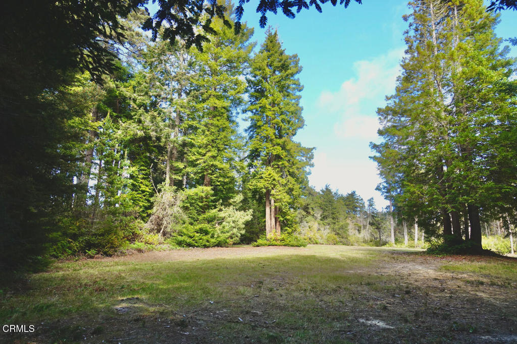 43535 Comptche Ukiah Road Mendocino, CA 95460 - Photo 10 of 16 a view of a yard with a tree
