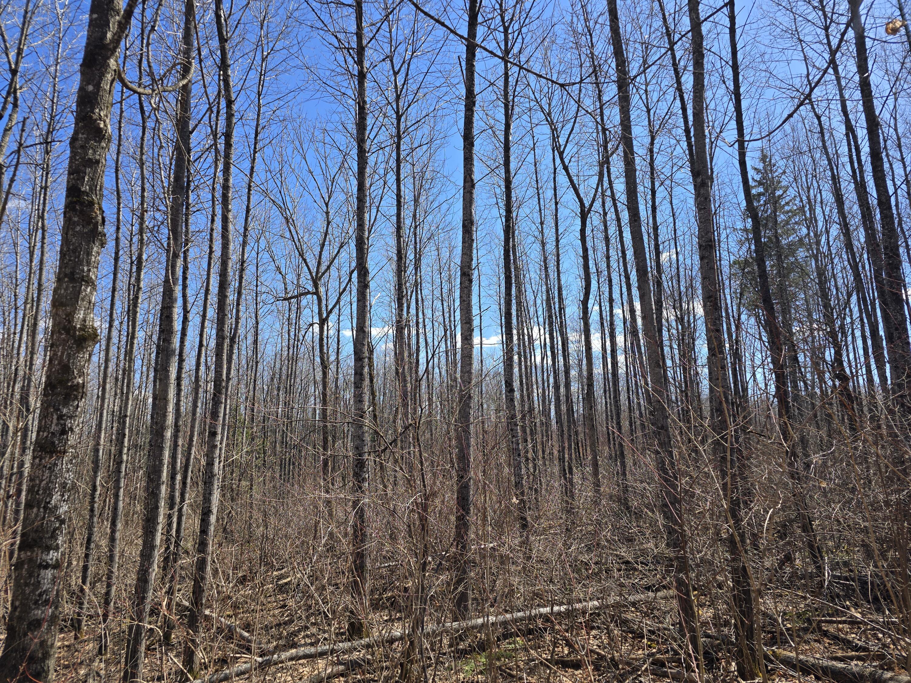 Lot 32 Alexander Road Van Buren, ME 04785 - Photo 18 of 25 20250428_145818