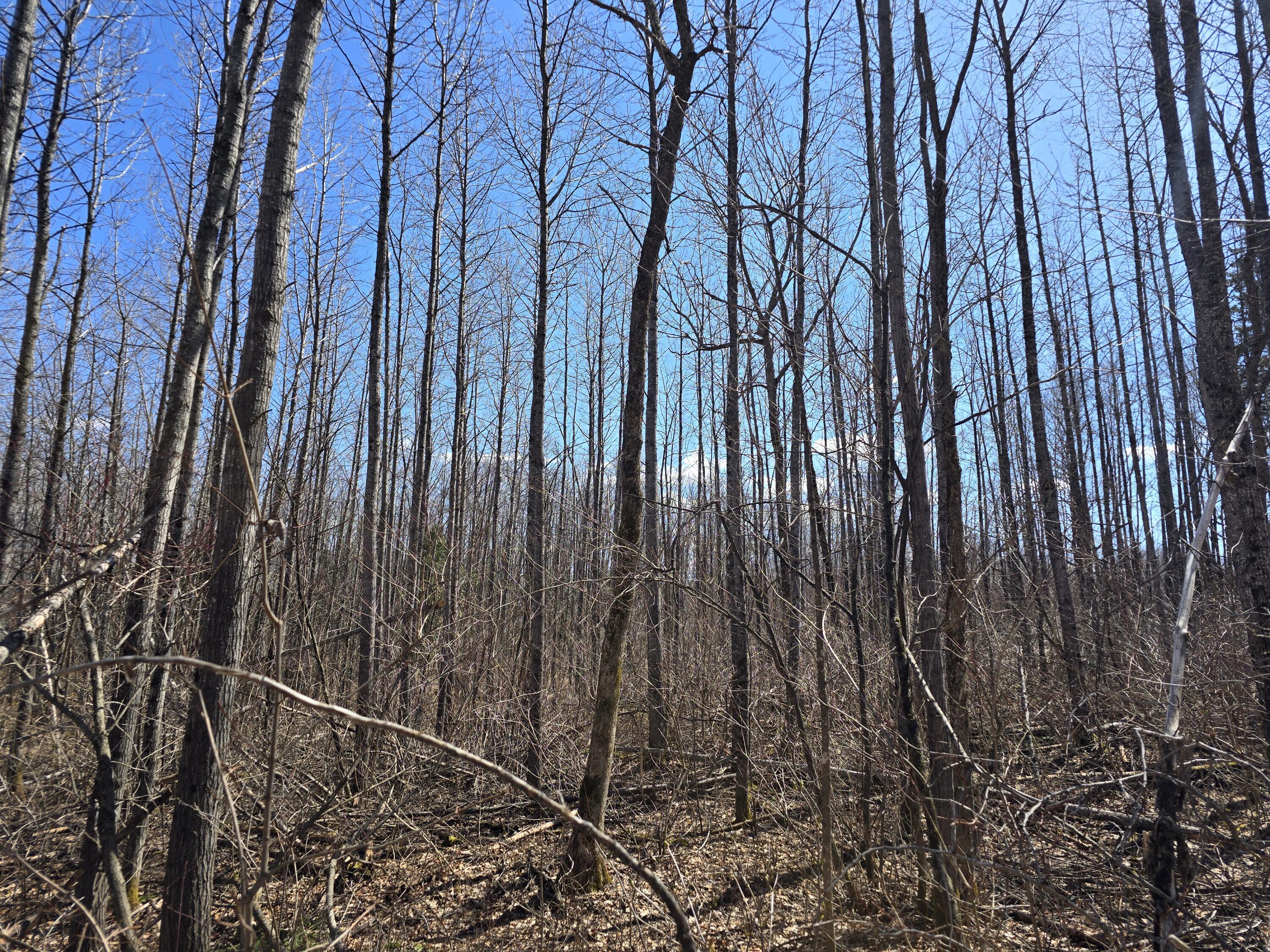 Lot 32 Alexander Road Van Buren, ME 04785 - Photo 19 of 25 20250428_145922