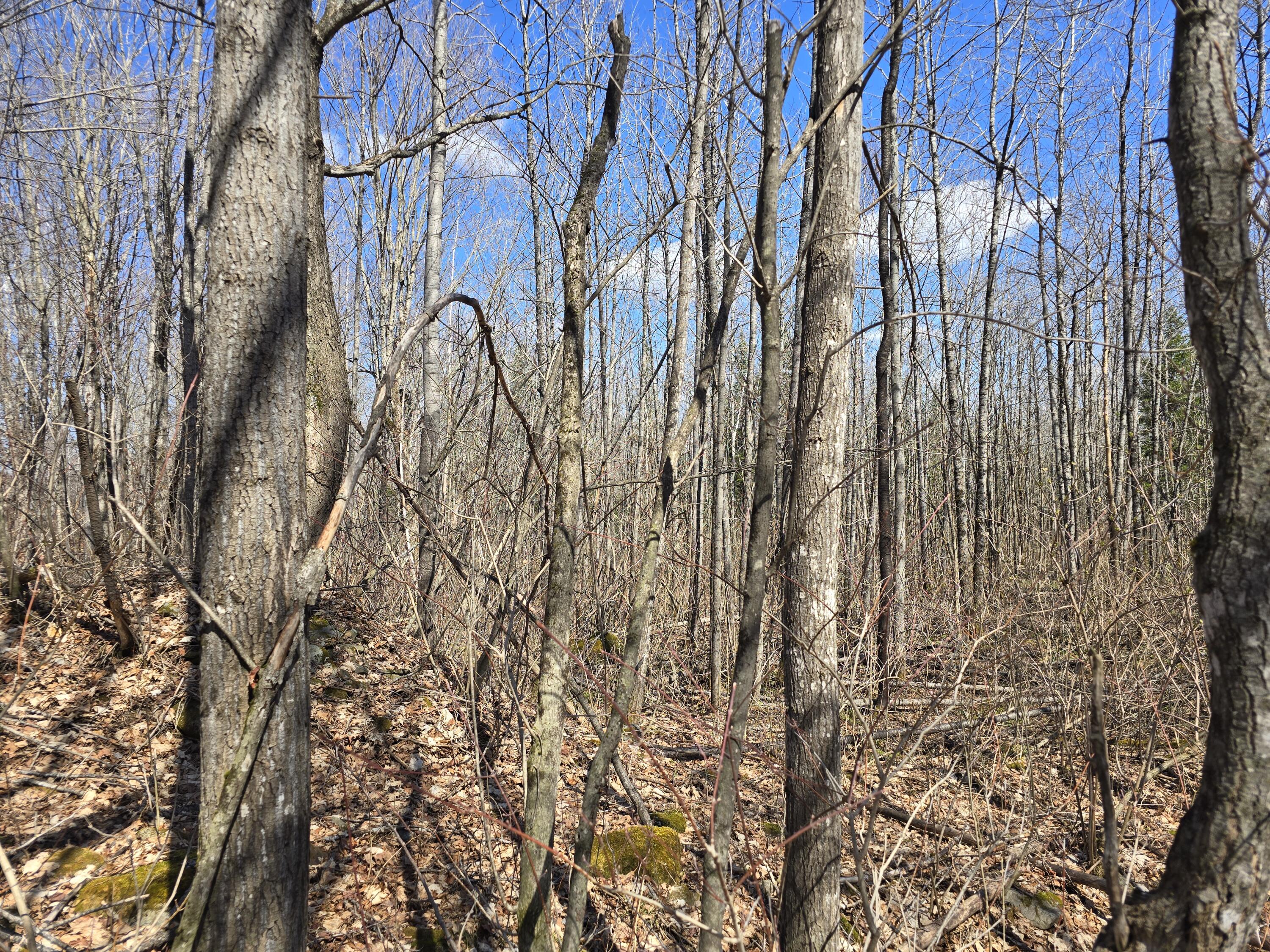 Lot 32 Alexander Road Van Buren, ME 04785 - Photo 20 of 25 20250428_145926