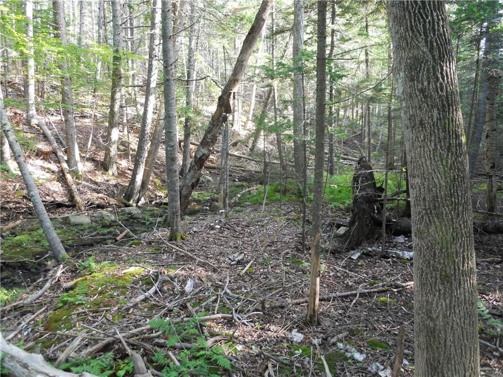 120 Oregon Road Islesboro, ME 04848 - Photo 23 of 23 Woods and brook