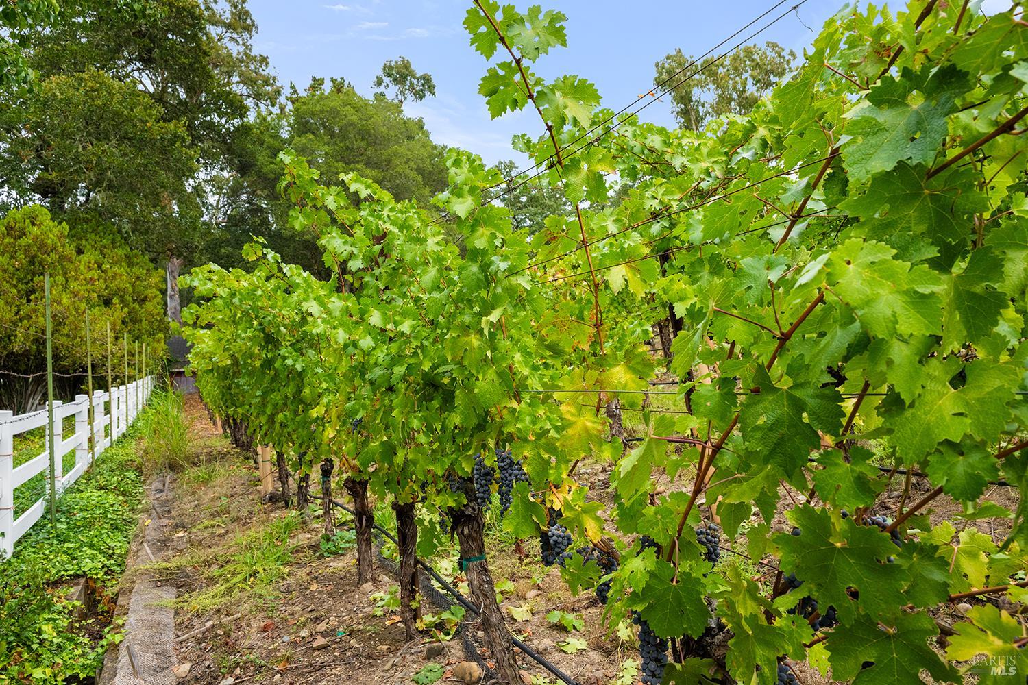 2550 Warm Springs Road Glen Ellen, CA 95442 - Photo 47 of 63