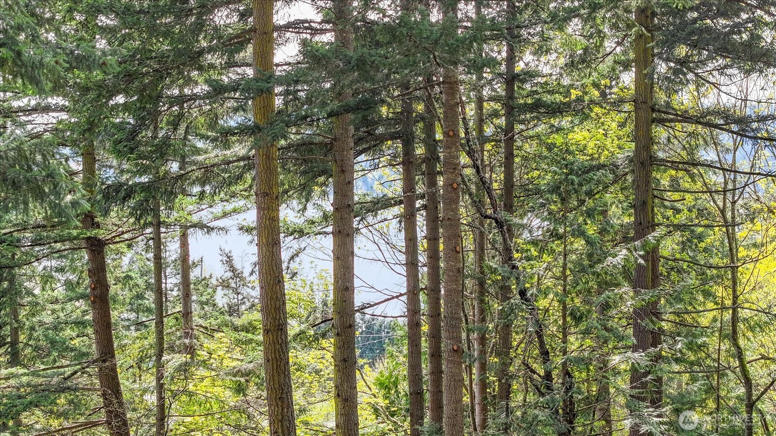 -xxx Campbell Lake Road Anacortes, WA 98221 - Photo 27 of 29 a yard with large trees