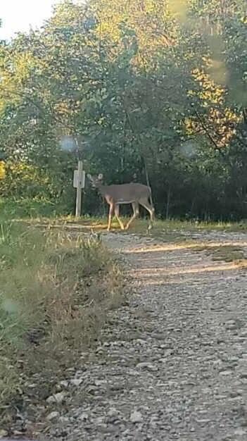 4015 Leffler Road Roseville, OH 43777 - Photo 62 of 93 Wildlife