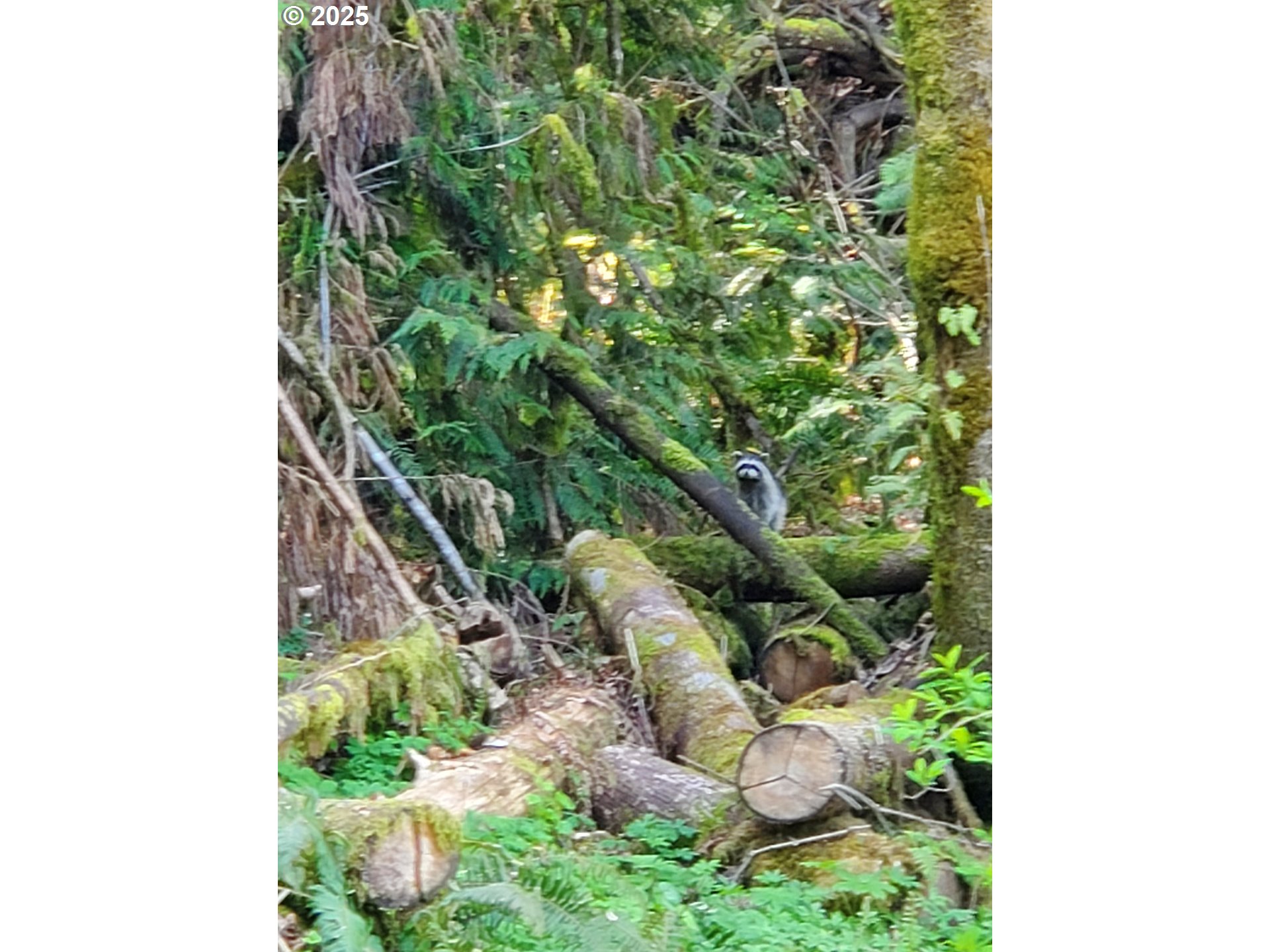 Beaver Falls Road Clatskanie, OR 97016 - Photo 15 of 30