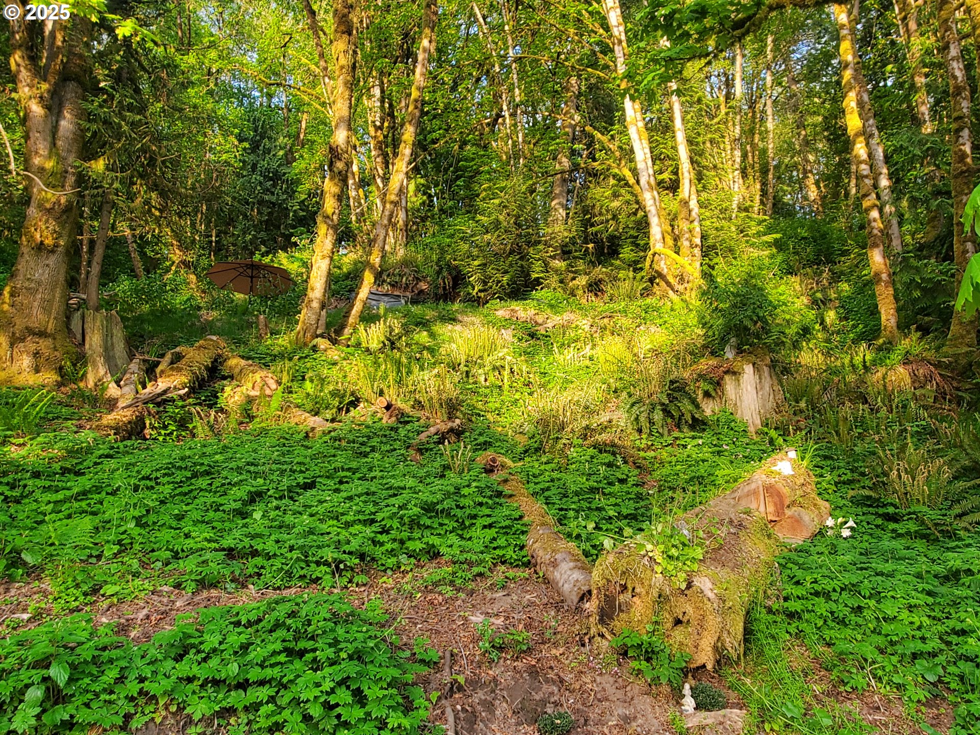 Beaver Falls Road Clatskanie, OR 97016 - Photo 18 of 30