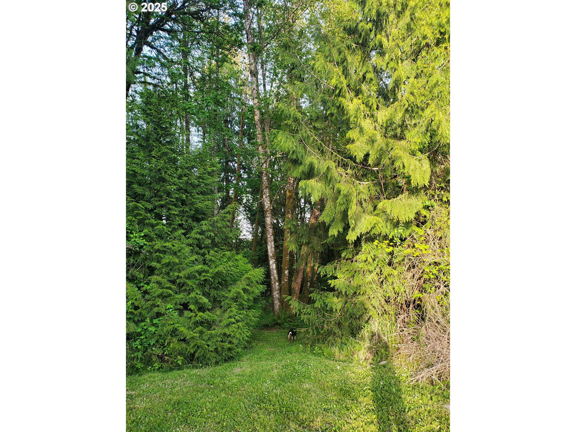 Beaver Falls Road Clatskanie, OR 97016 - Photo 23 of 30