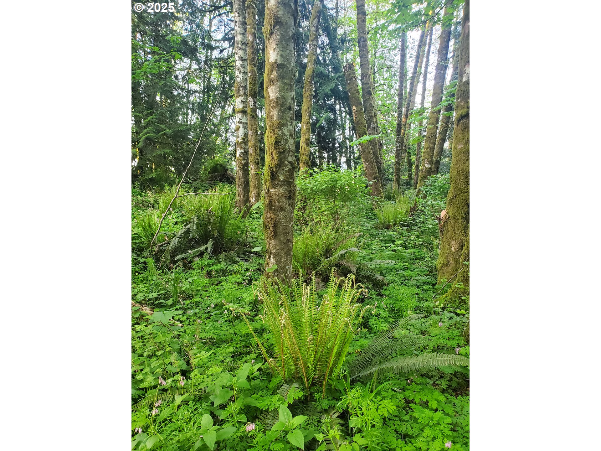 Beaver Falls Road Clatskanie, OR 97016 - Photo 25 of 30