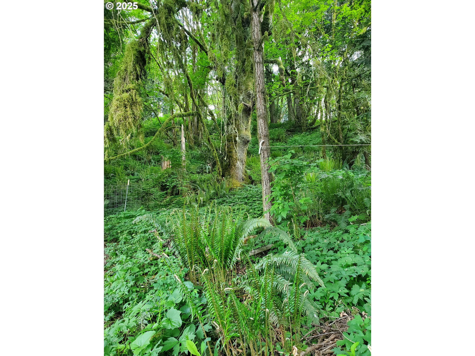 Beaver Falls Road Clatskanie, OR 97016 - Photo 28 of 30