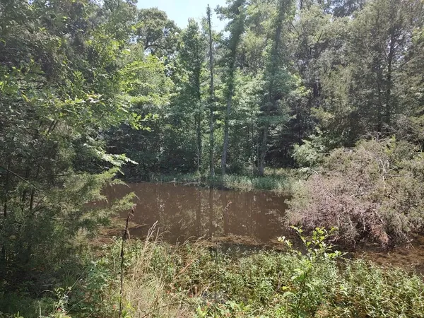 a view of a lake with a tree