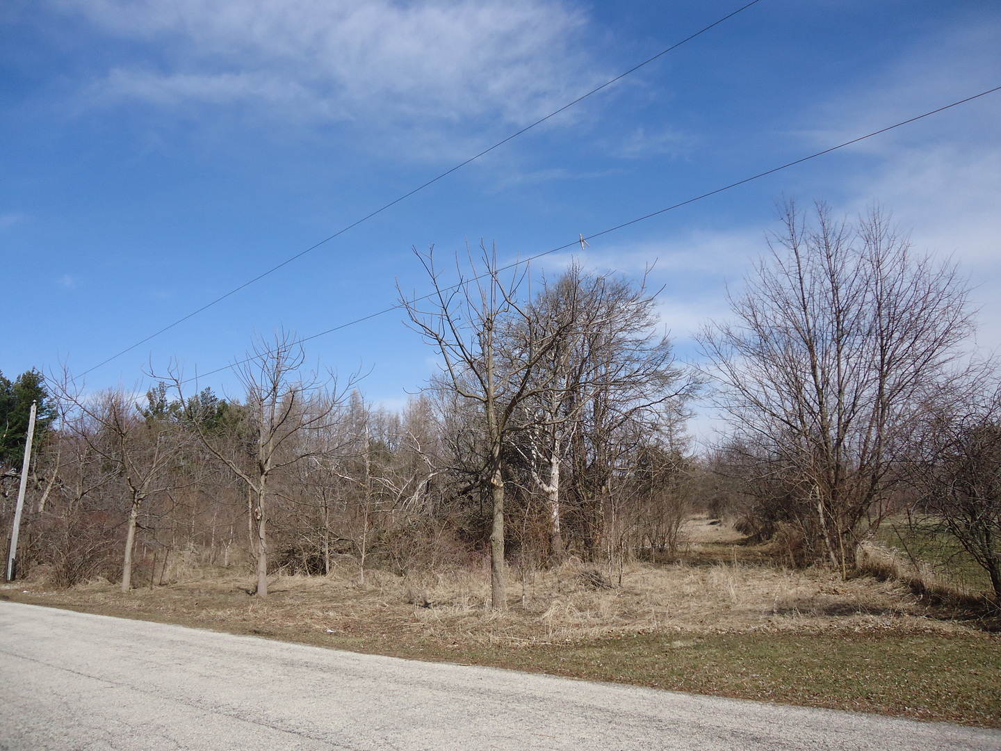 a view of a yard with large trees