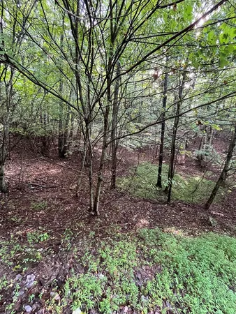 a view of a yard with plants and trees
