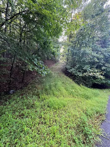 a view of a lush green space