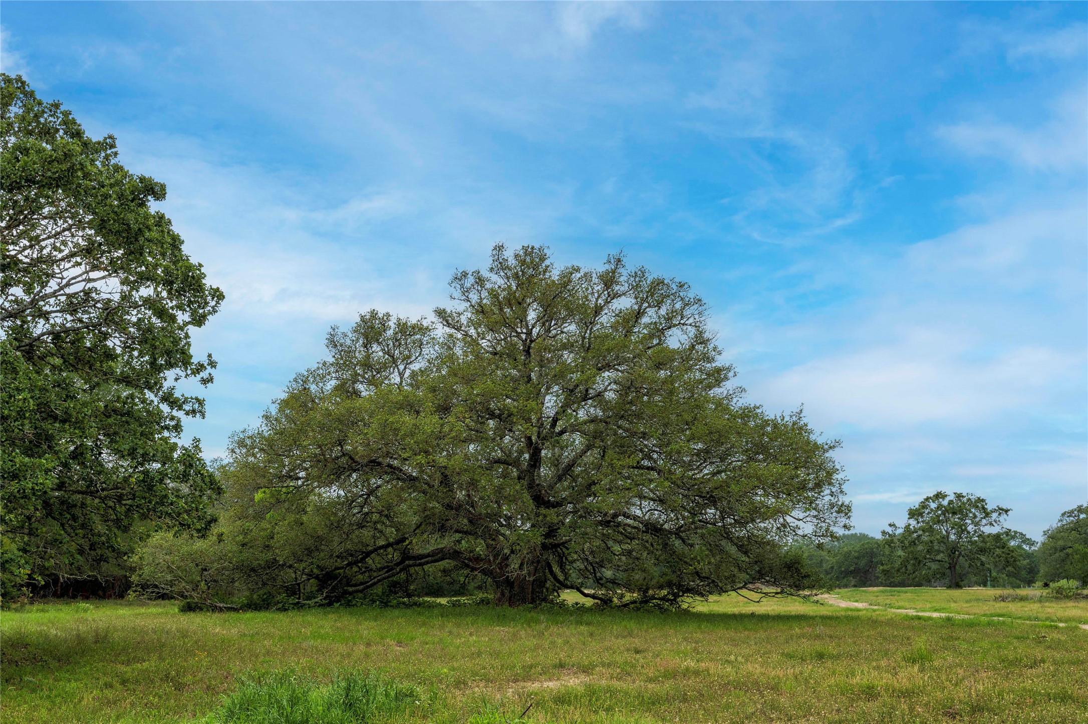 2570 Burke Road Flatonia, TX 78941 - Photo 3 of 14 a view of a field of grass and trees