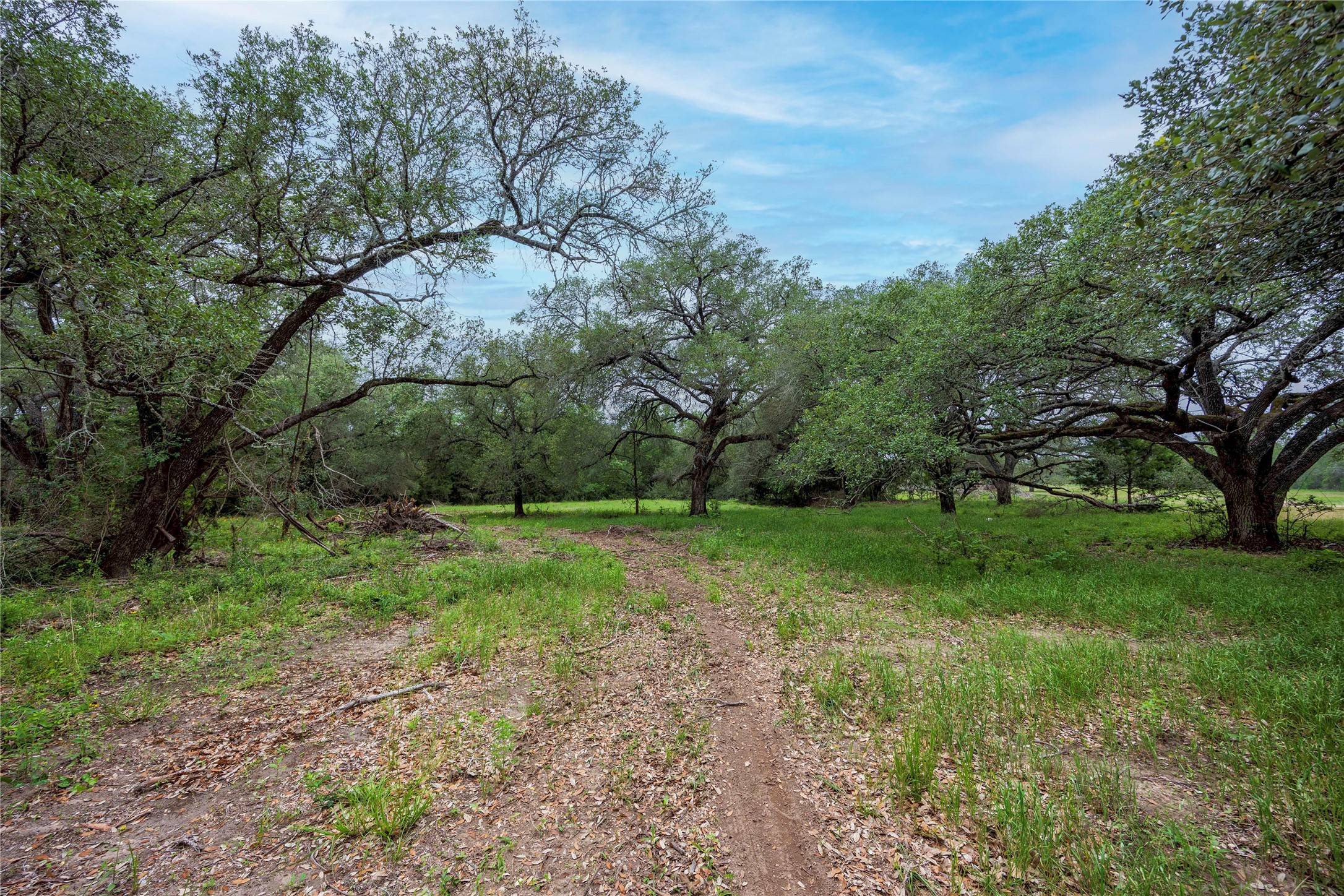 2570 Burke Road Flatonia, TX 78941 - Photo 5 of 14 a view of a yard with a tree
