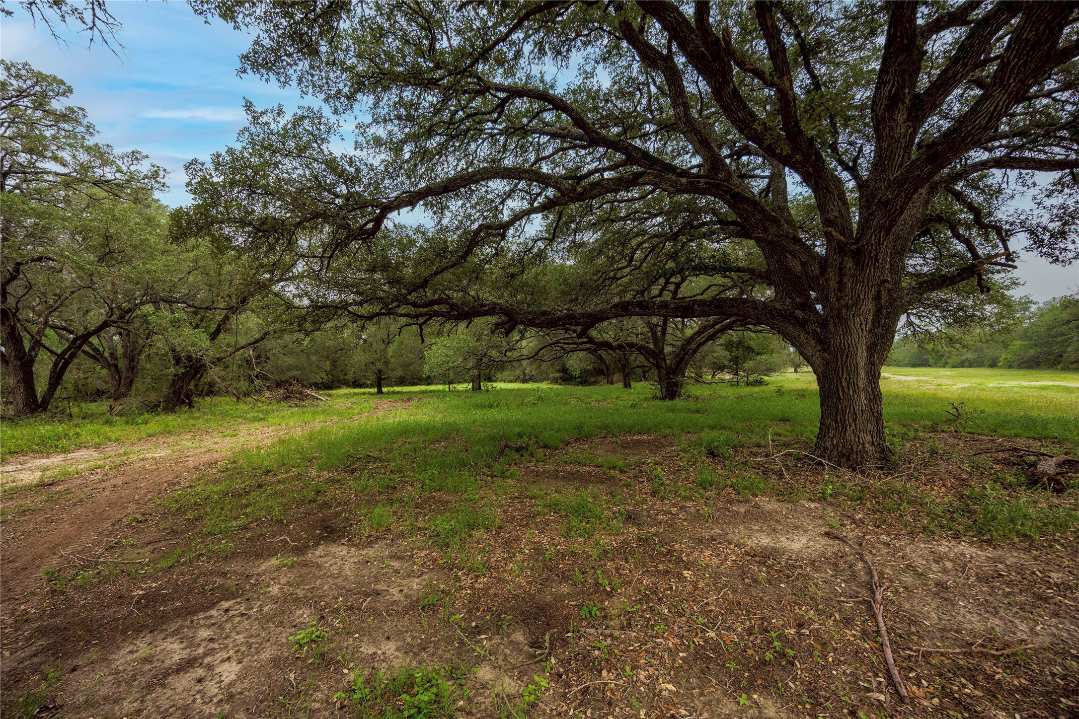 2570 Burke Road Flatonia, TX 78941 - Photo 6 of 14 a view of outdoor space with trees all around