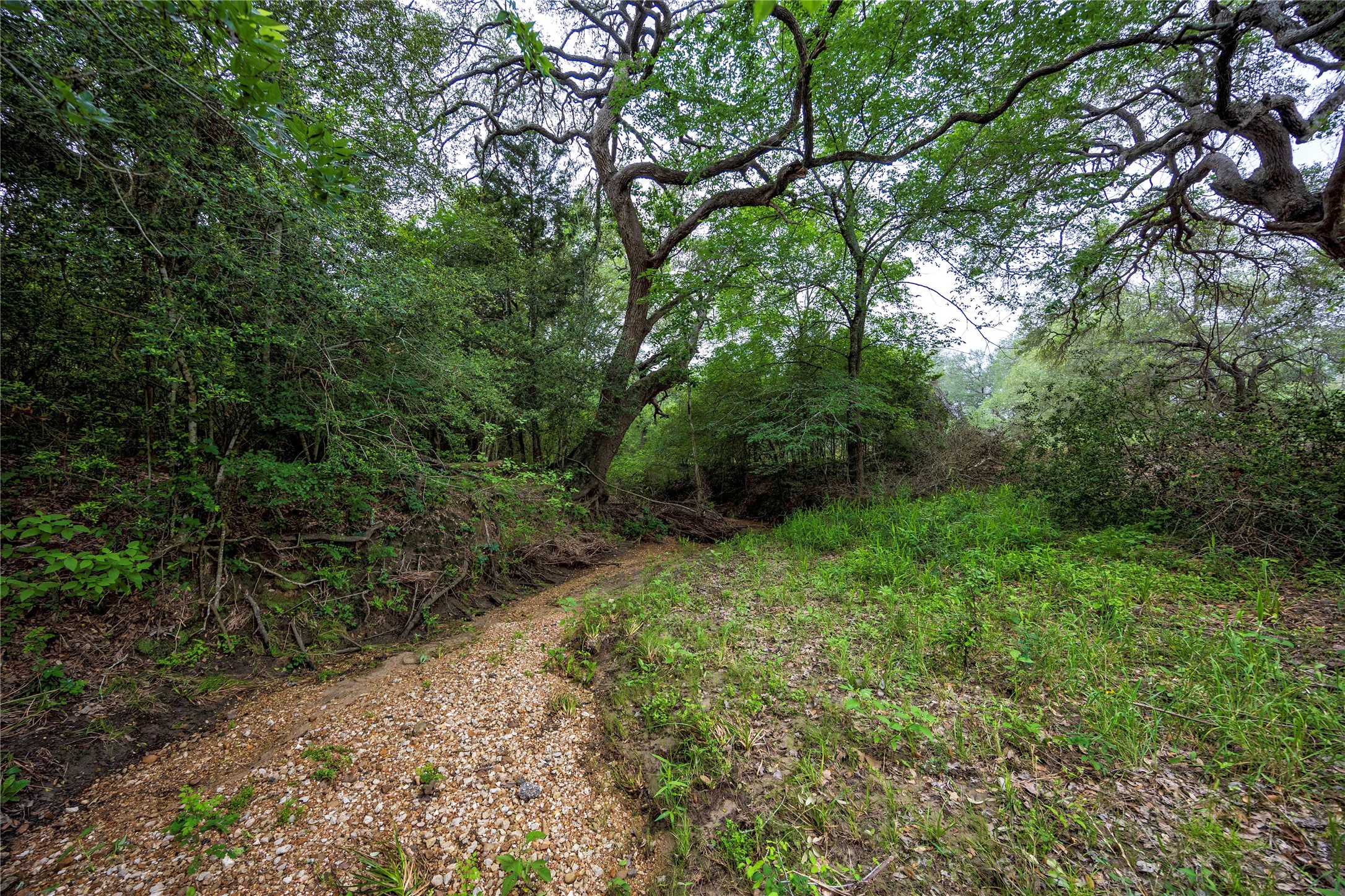 2570 Burke Road Flatonia, TX 78941 - Photo 7 of 14 a view of a yard with plants and a large tree