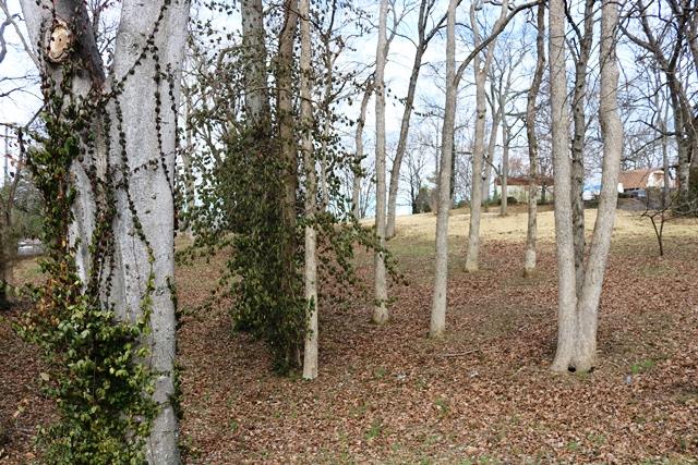 642 East Campbell Road Madison, TN 37115 - Photo 3 of 17 Such a beautiful piece of land!