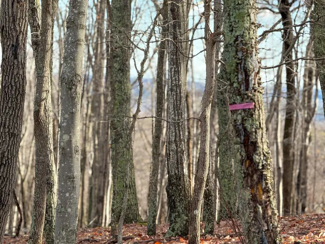 $1,100,000 | Tbd Johnson Hollow, Schuyler, VA 22969