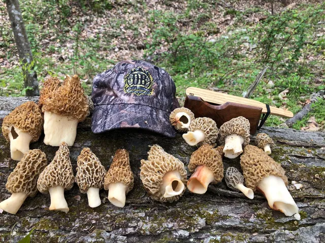 $1,100,000 | Tbd Johnson Hollow, Schuyler, VA 22969