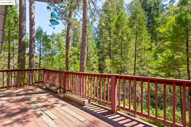 a view of a yard with plants and trees