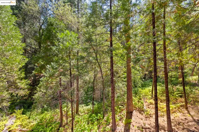 a view of a tree in a yard