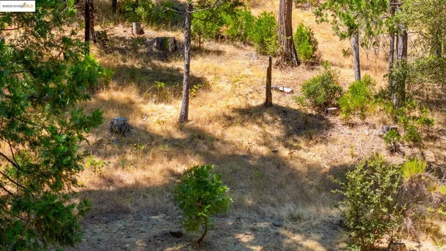 a view of a tree with a plant in front of it