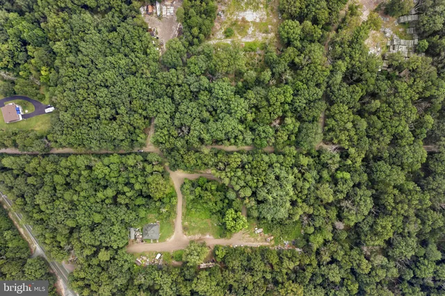 a close up of a plant in a garden