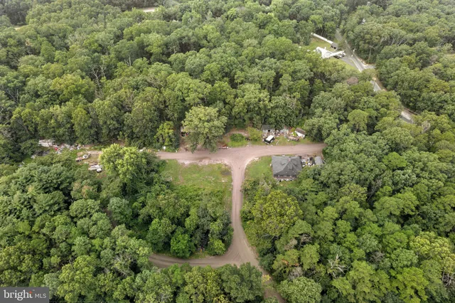 a view of a forest with a tree