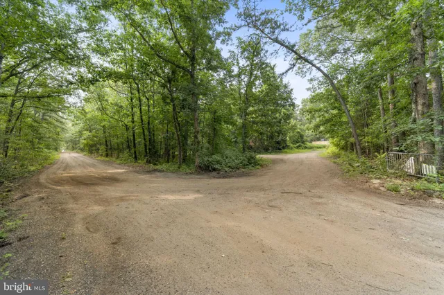 a view of a forest with trees in the background