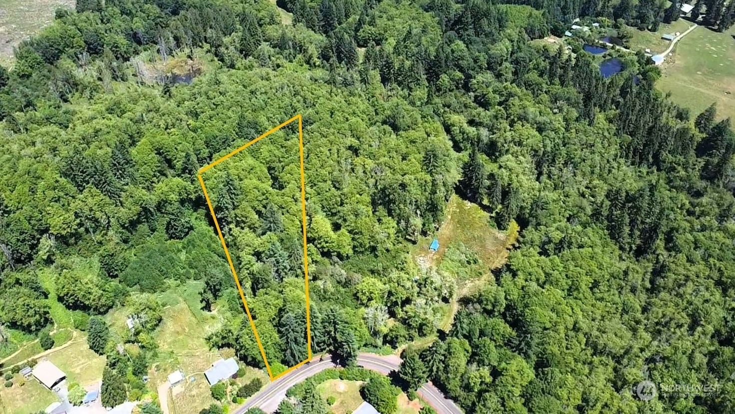 a view of a forest with a tree