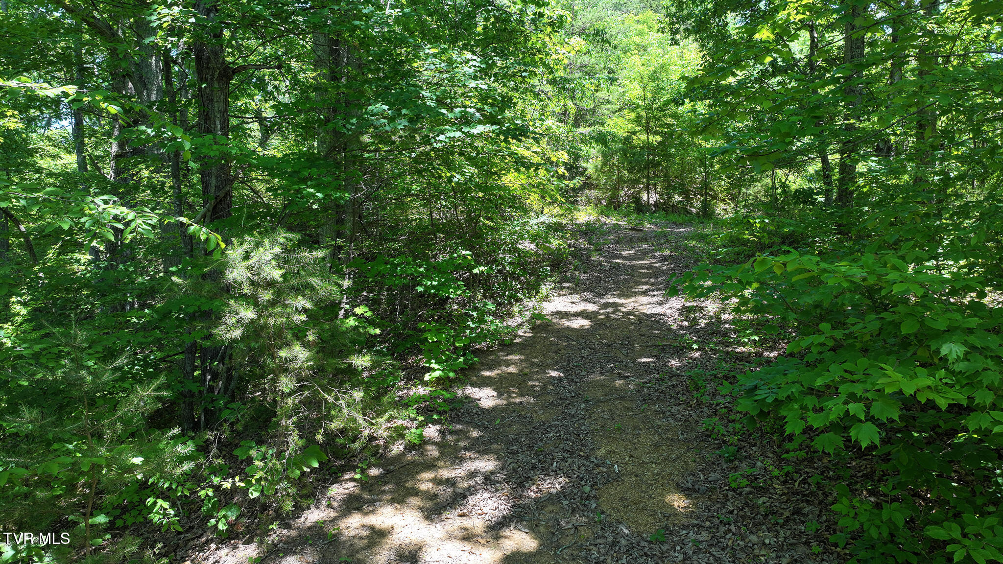 1475 Davis Valley Road Afton, TN 37616 - Photo 36 of 67 36