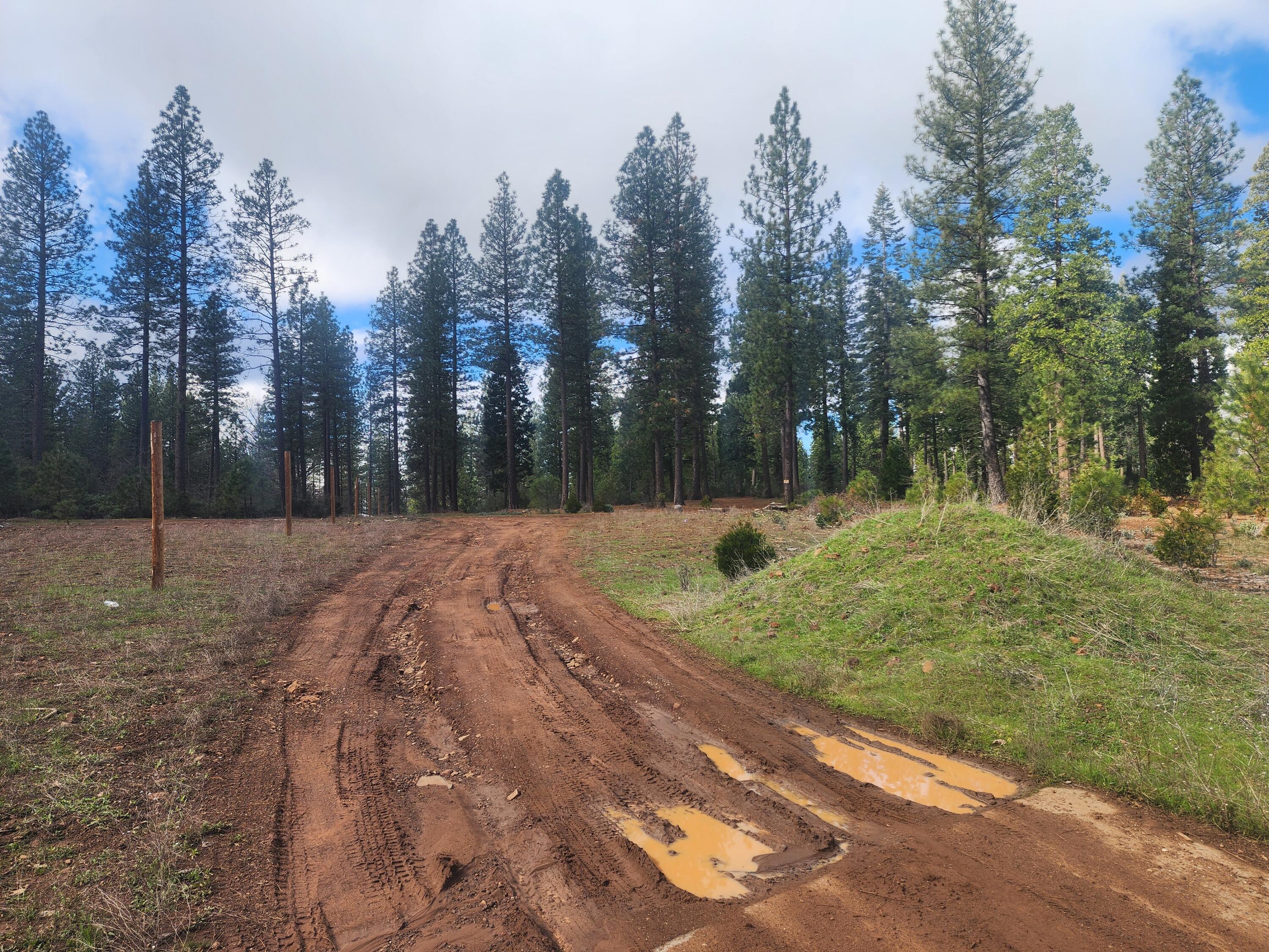 Waterleaf Lane Shingletown, CA 96088 - Photo 2 of 8 a view of a yard with trees