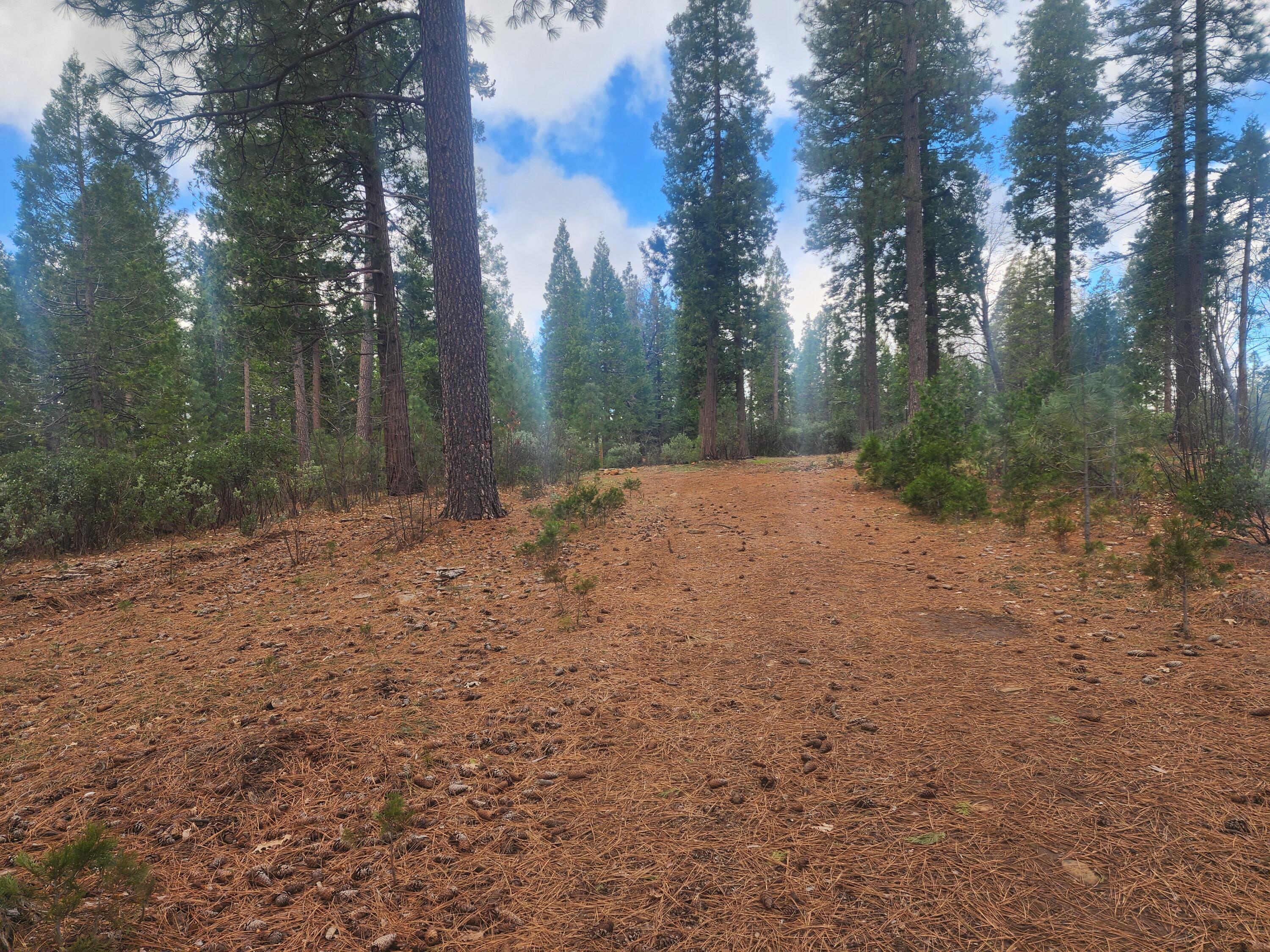 Waterleaf Lane Shingletown, CA 96088 - Photo 3 of 8 a backyard of a house with large trees