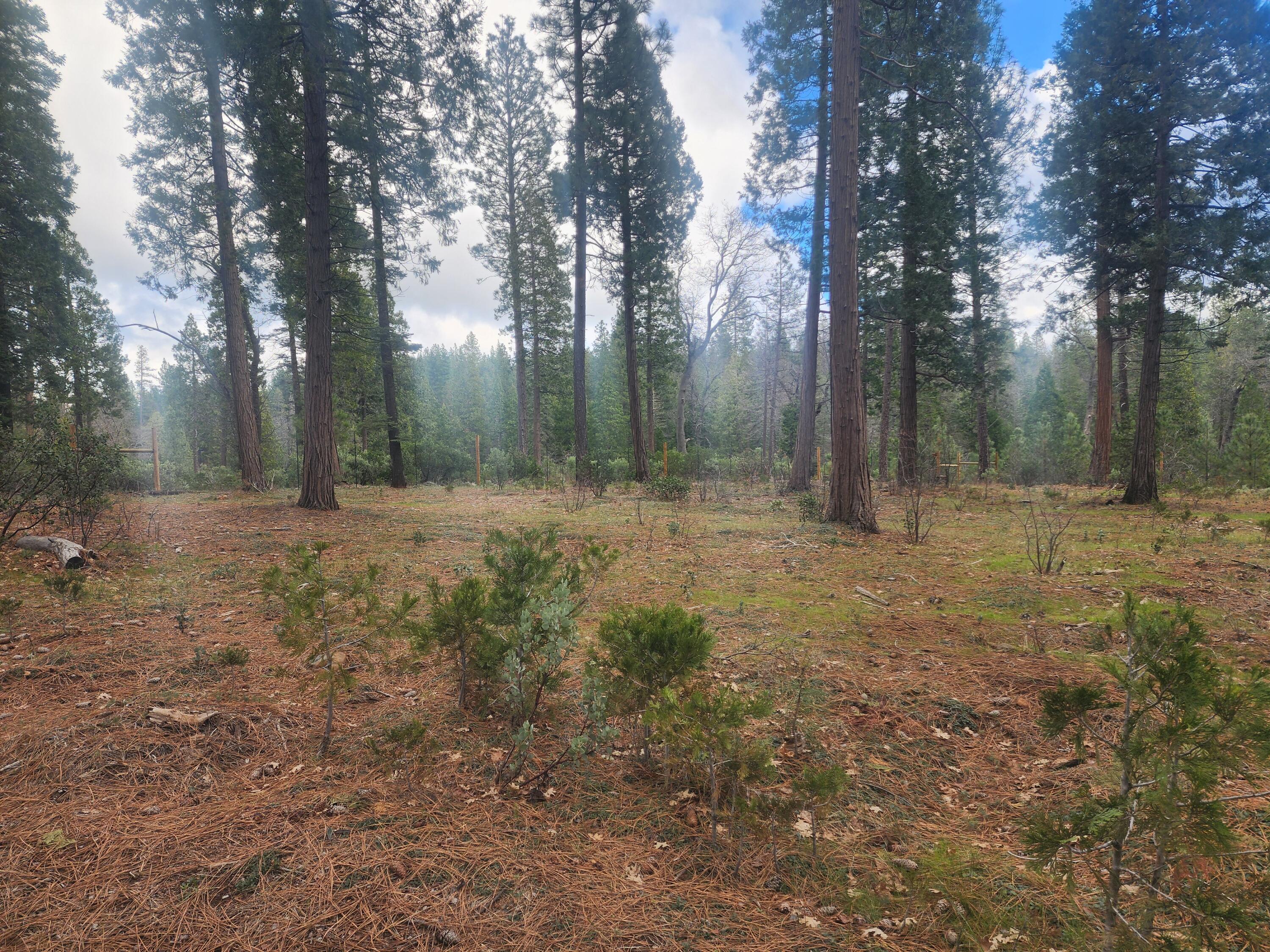 Waterleaf Lane Shingletown, CA 96088 - Photo 4 of 8 a view of outdoor space with trees