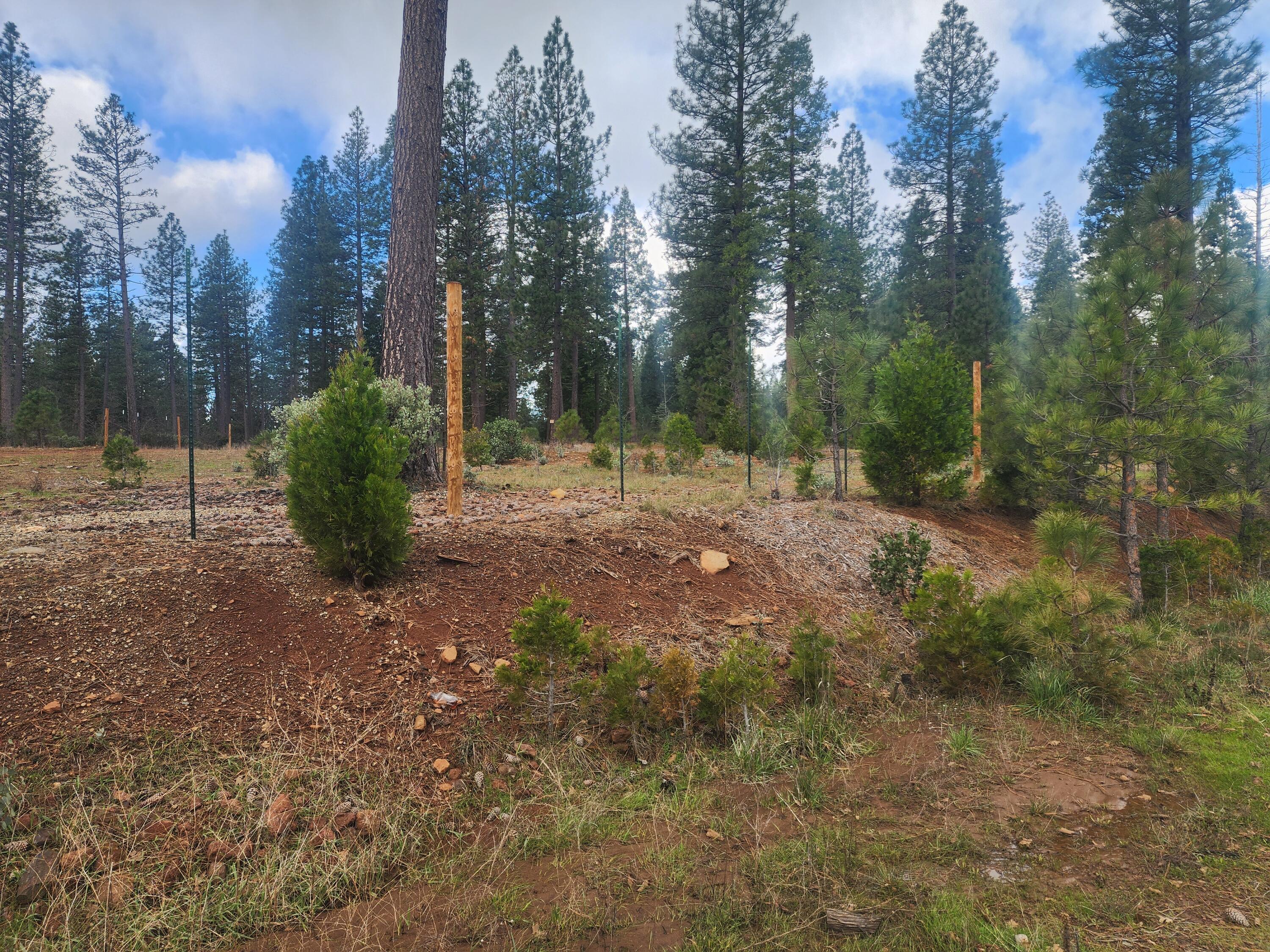Waterleaf Lane Shingletown, CA 96088 - Photo 5 of 8 a view of a backyard with trees