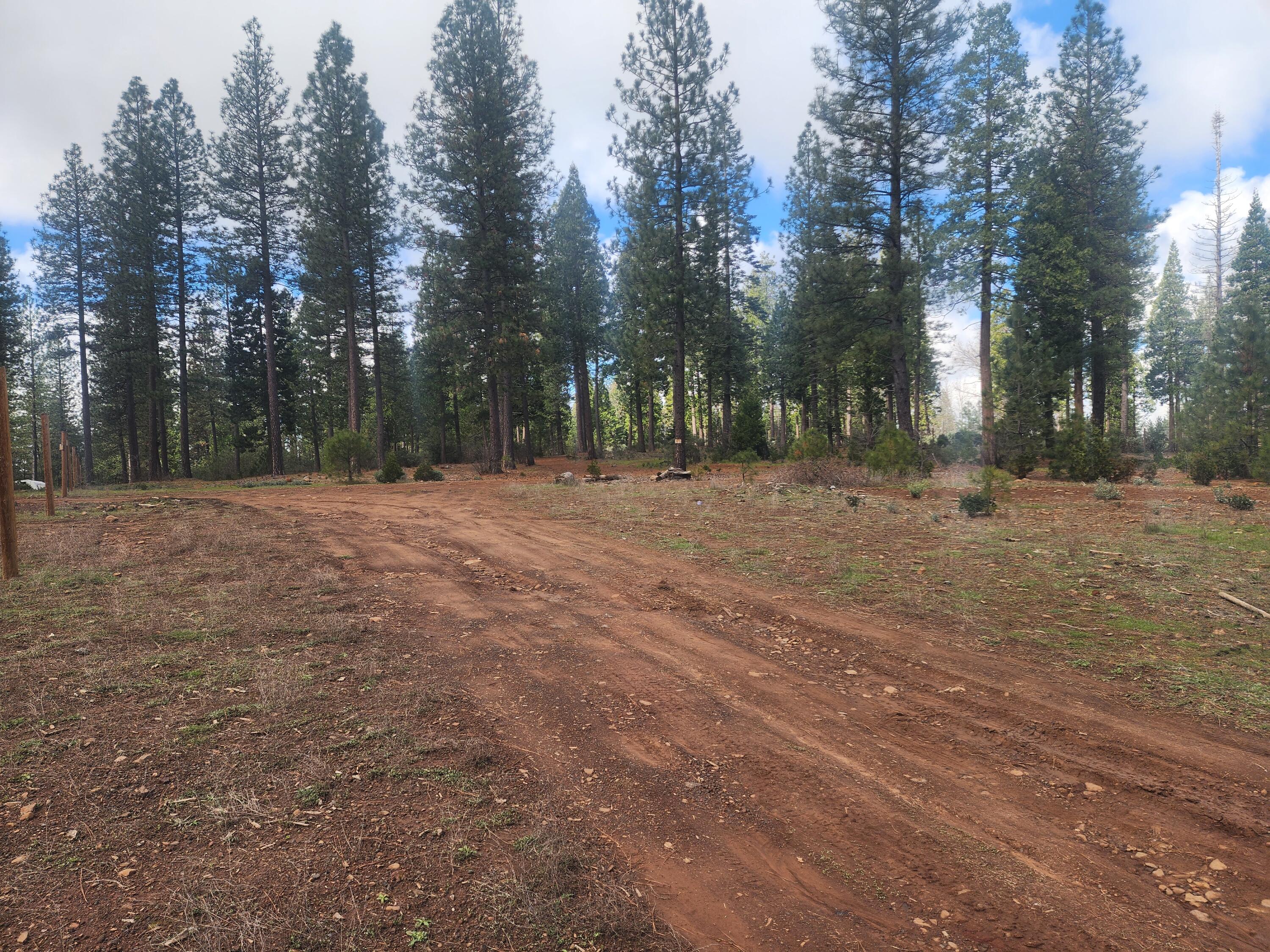 Waterleaf Lane Shingletown, CA 96088 - Photo 6 of 8 a backyard of a house with trees