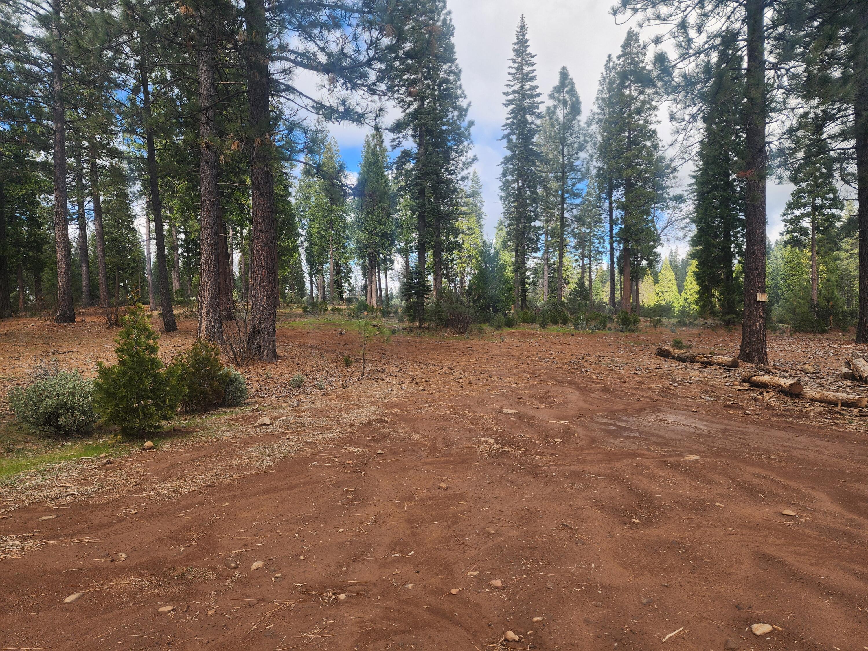 Waterleaf Lane Shingletown, CA 96088 - Photo 7 of 8 a view of a field with trees in the background