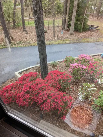 a view of a yard with a trees