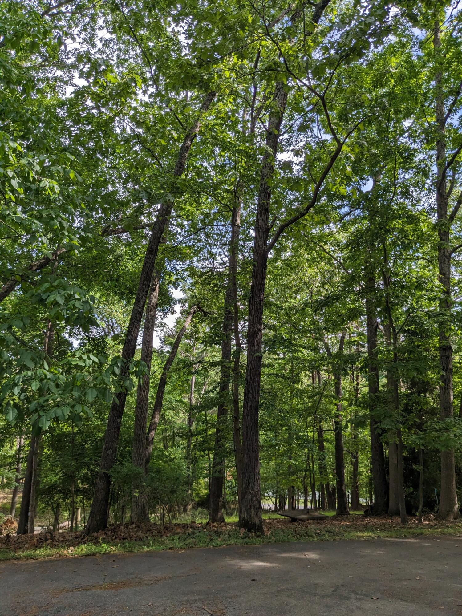 1046 Mountain Pass Road Blue Ridge, VA 24064 - Photo 24 of 25 a view of a yard with a trees