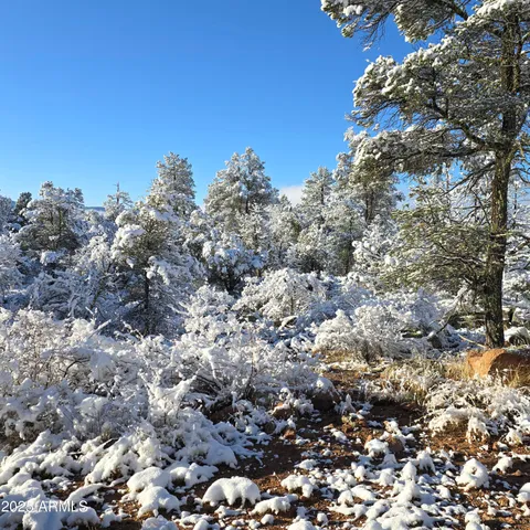 a view of a yard with plants and a tree