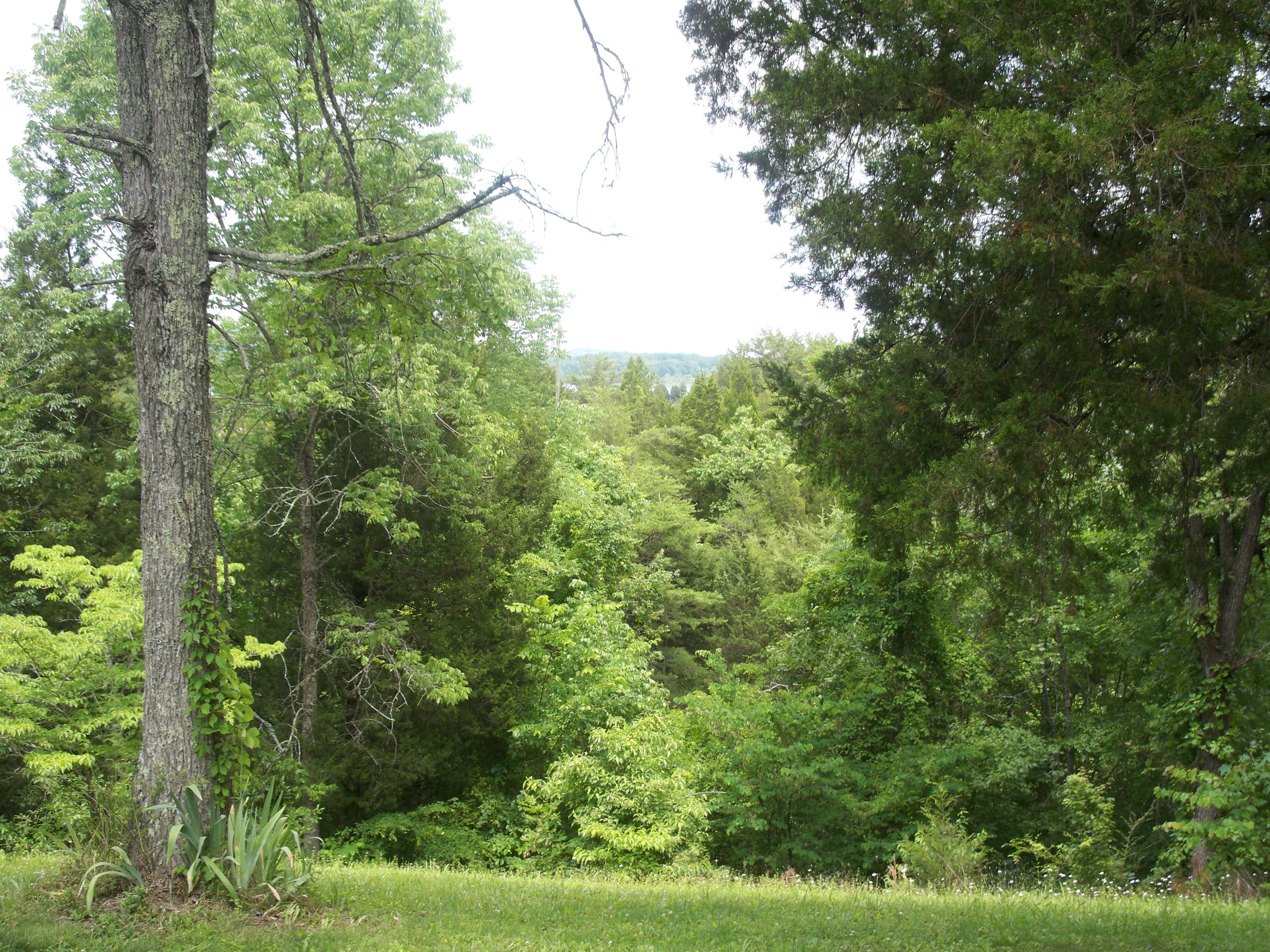 859 Snapdragon Road Sevierville, TN 37876 - Photo 10 of 35 100_0128
