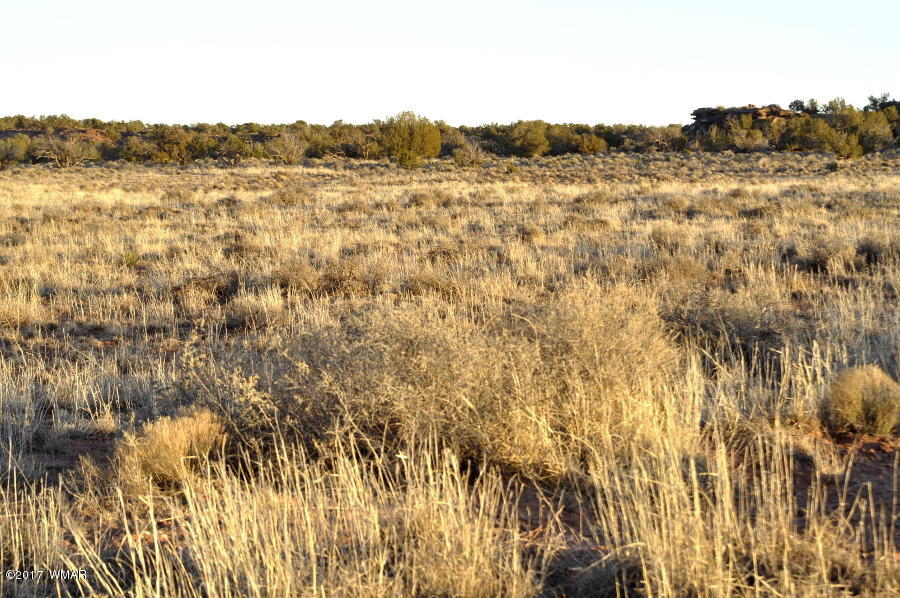 Lot 449 Woodridge Ranch Concho, AZ 85924 - Photo 6 of 9