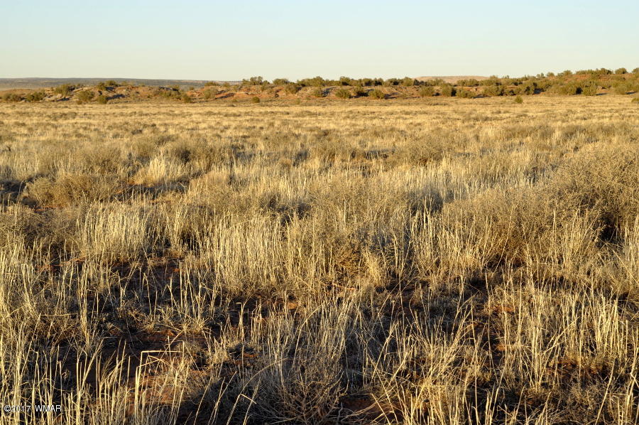 Lot 449 Woodridge Ranch Concho, AZ 85924 - Photo 8 of 9