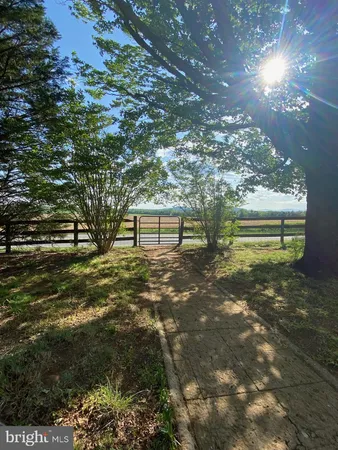 a view of a yard with plants and large trees