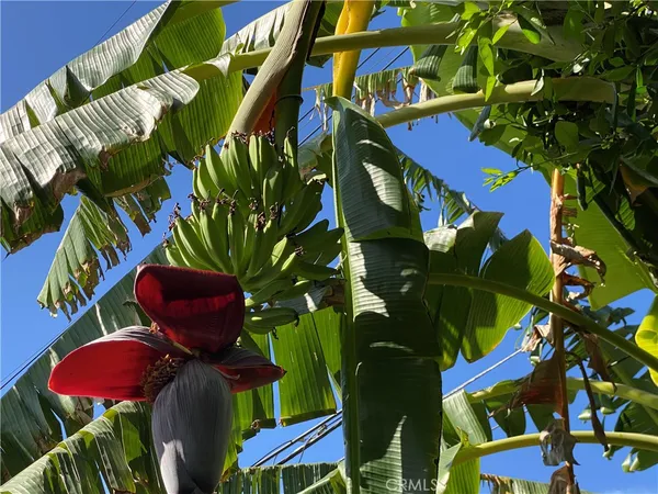 a bunch of flowers are sitting in the backyard