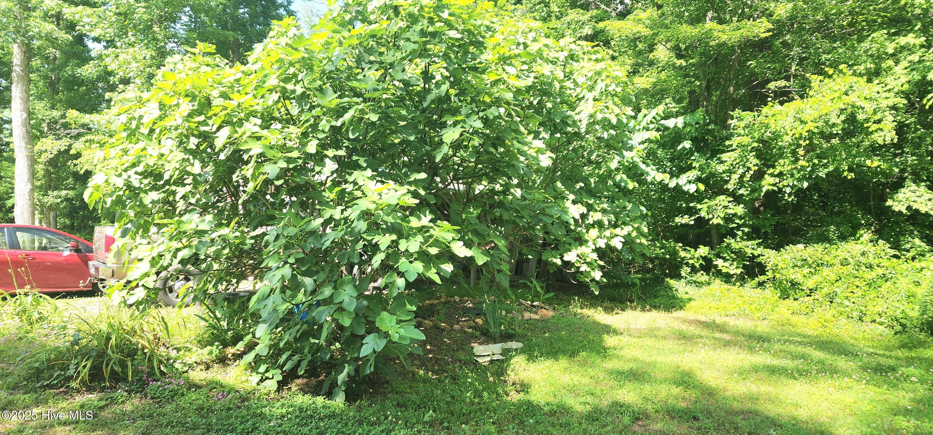 889 Whitley Road Middlesex, NC 27557 - Photo 38 of 52 20250518_154940