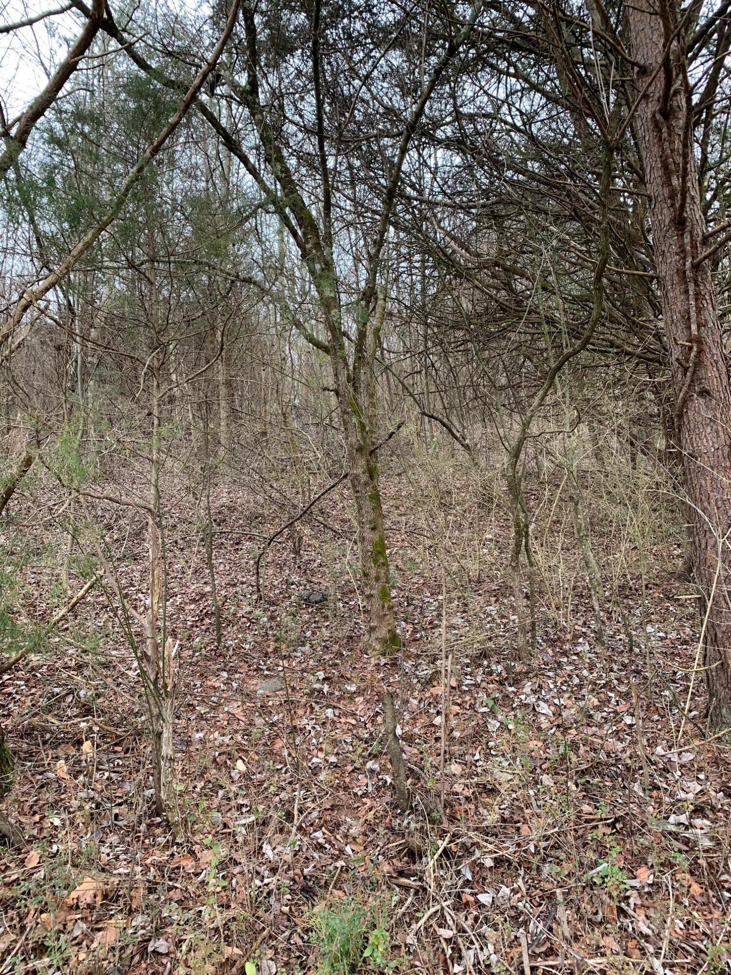 Lot 9 Brantley Acres Road Speedwell, TN 37870 - Photo 7 of 11 IMG_7435